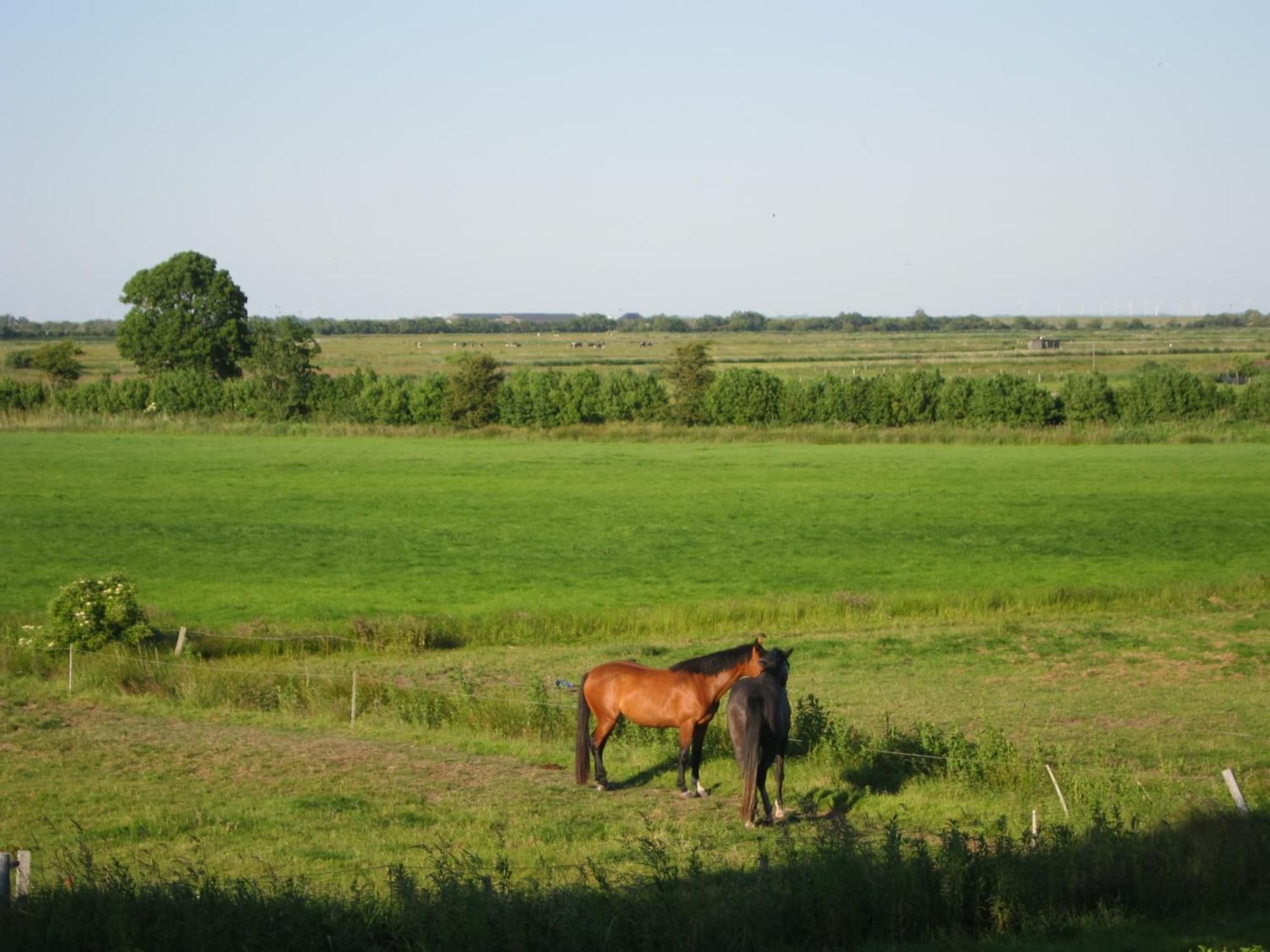 Nordseekrabbe 12 Herrenhof Wrixum Zewnętrze zdjęcie
